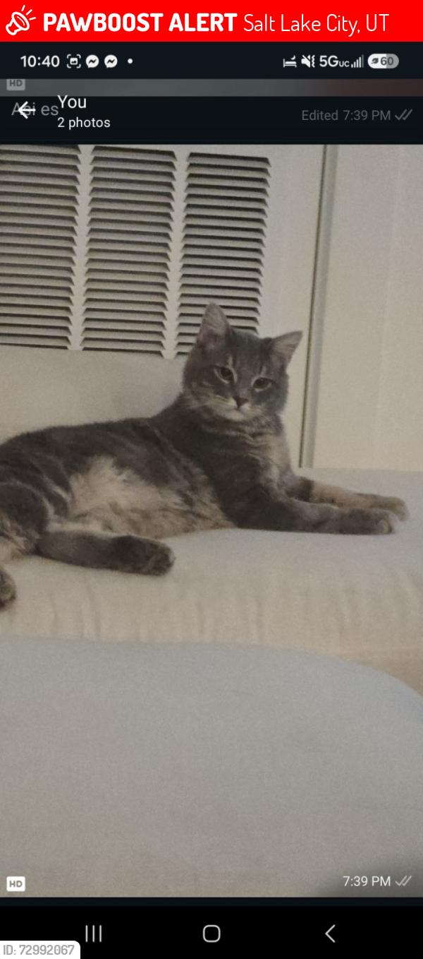 Lost Male Cat last seen Near N 900 W, Salt Lake City, UT 84116, Salt Lake City, UT 84116