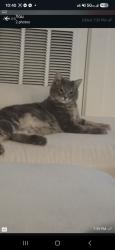 Lost Male Cat last seen Near N 900 W, Salt Lake City, UT 84116, Salt Lake City, UT 84116