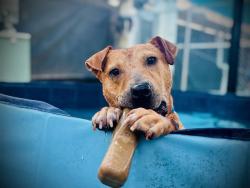Shelter Stray Male Dog last seen , 2769 Conroy Rd, Orlando, FL 32839, USA