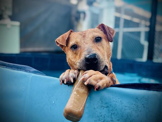 Shelter Stray Male Dog last seen , 2769 Conroy Rd, Orlando, FL 32839, USA