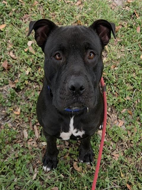 Shelter Stray Male Dog last seen Near BLOCK SW 119TH WY, DAVIE FL 33325, 2400 SW 42nd St, Fort Lauderdale, FL 33312, USA