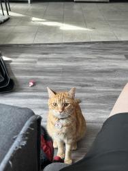 Lost Male Cat last seen Near the dollar general at the intersection of pinelog and howlandville rd, Warrenville, SC 29851