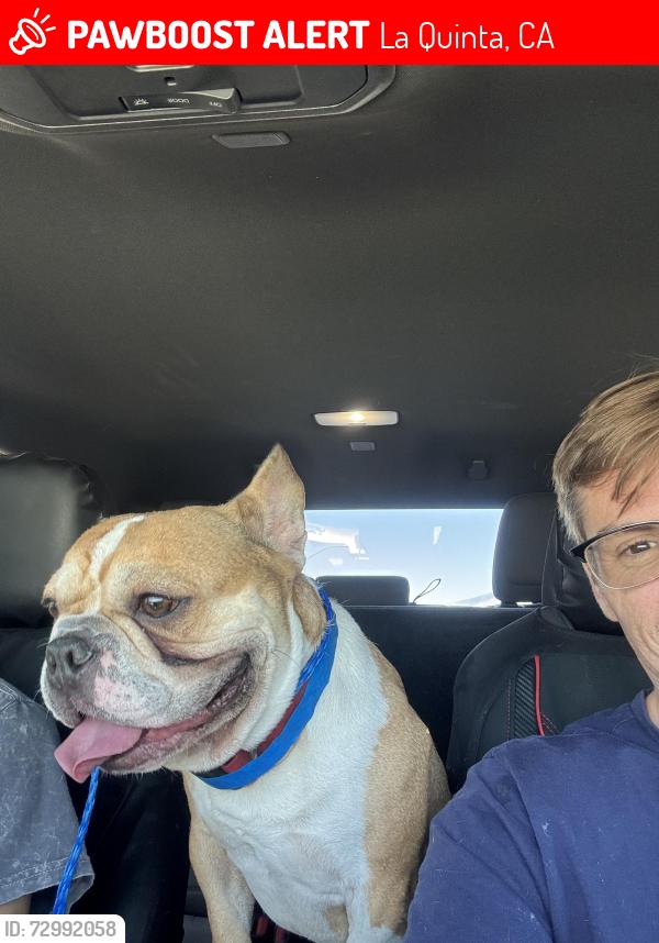 Lost Male Dog last seen avenida bermudas and calle madrid La Quinta,ca 92253, La Quinta, CA 92253