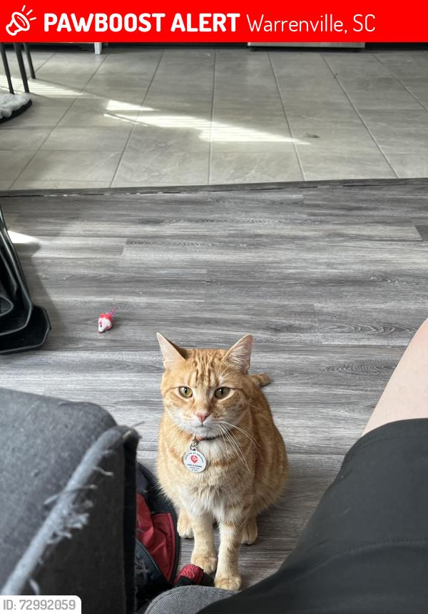 Lost Male Cat last seen Near the dollar general at the intersection of pinelog and howlandville rd, Warrenville, SC 29851