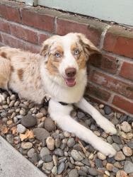 Found/Stray Male Dog last seen Coliseum and cloverdale , Los Angeles, CA 90008