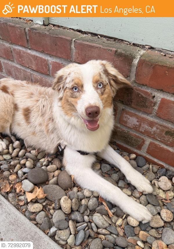 Found/Stray Male Dog last seen Coliseum and cloverdale , Los Angeles, CA 90008