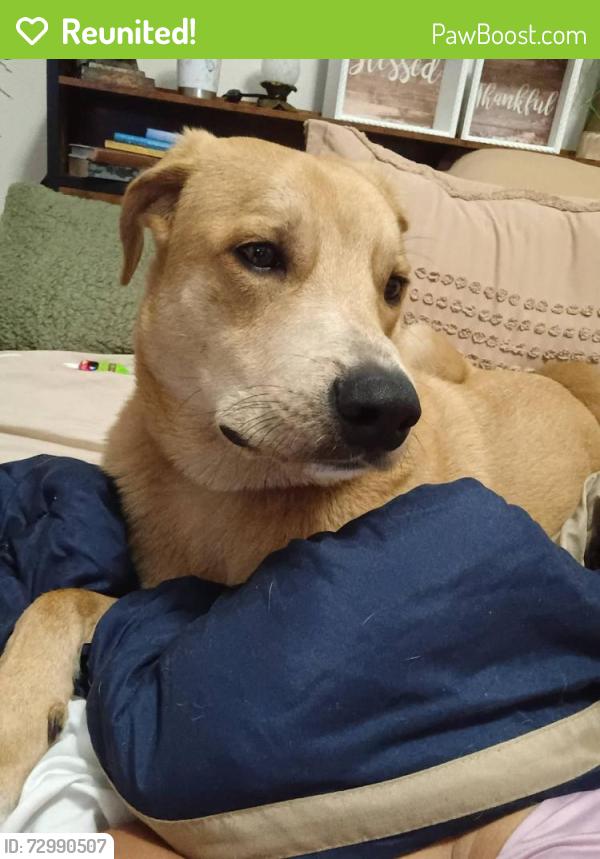 Reunited Male Dog last seen Brighton, Meadows Place, TX 77099
