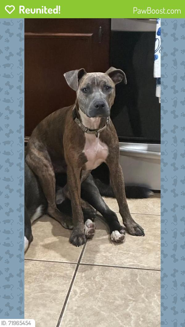 Reunited Male Dog last seen Near nw 165th ct rd dunnellon fl 34432, Dunnellon, FL 34432
