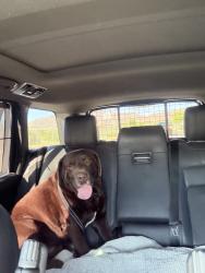 Reunited Male Dog last seen Calle Lomas Dr & Calle Lago Dr, El Paso, TX 79912, USA, El Paso, TX 79912