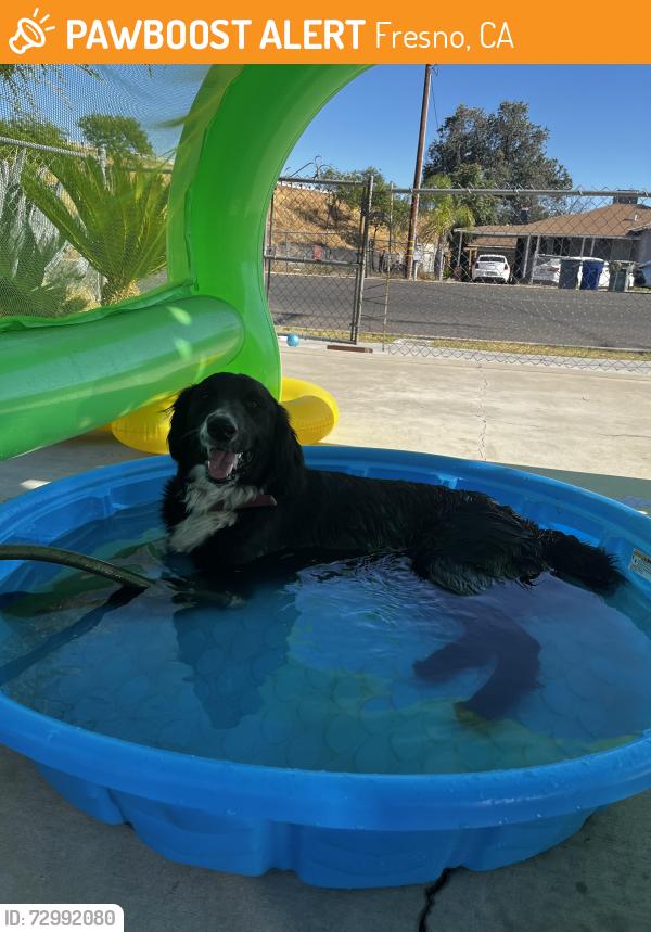 Found/Stray Female Dog last seen Olive and cedar , Fresno, CA 93702