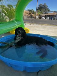 Found/Stray Female Dog last seen Olive and cedar , Fresno, CA 93702