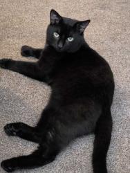 Lost Male Cat last seen Alum Rock Pelham, West Midlands, England B8 3EH