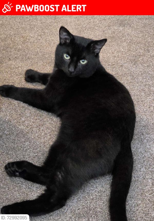 Lost Male Cat last seen Alum Rock Pelham, West Midlands, England B8 3EH