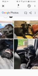 Lost Male Dog last seen White Street in Grandview Missouri, Grandview, MO 64030