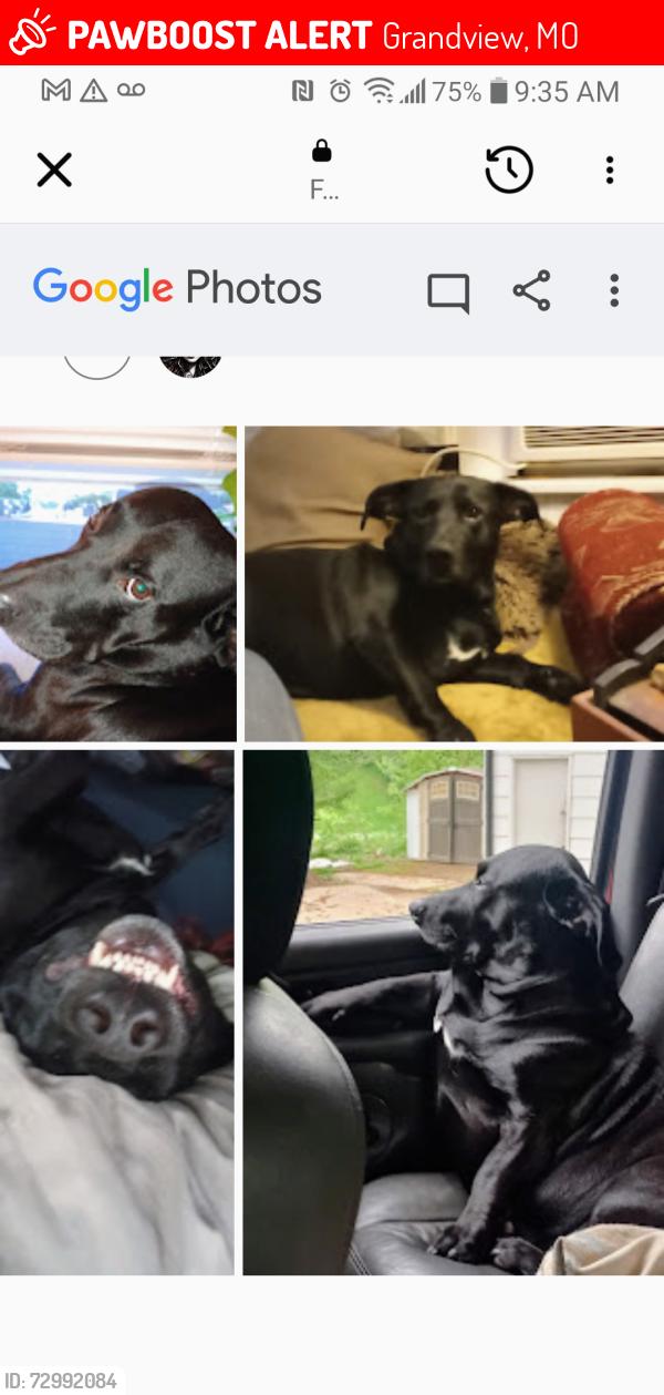 Lost Male Dog last seen White Street in Grandview Missouri, Grandview, MO 64030