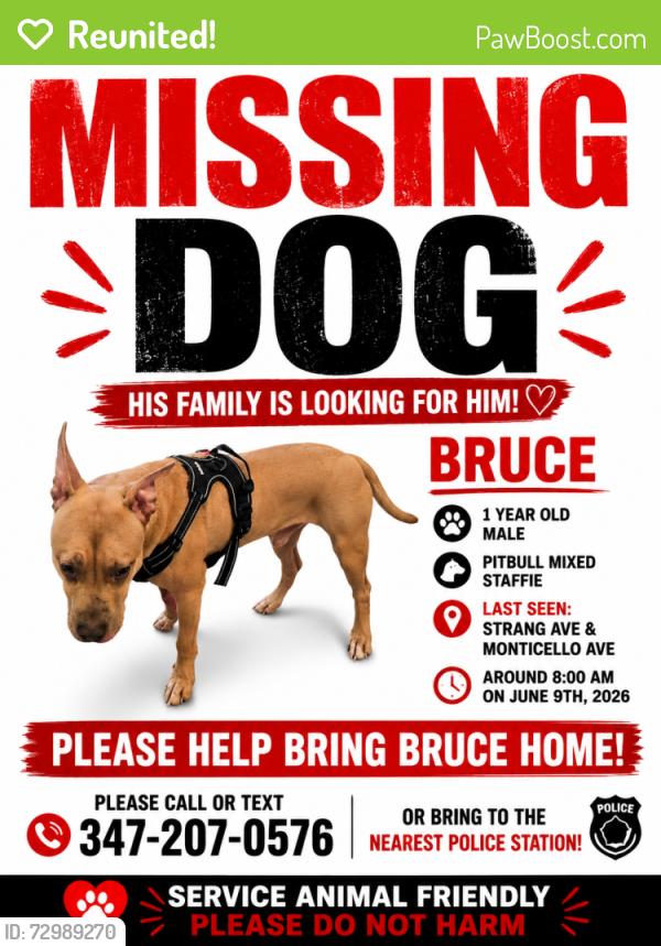 Reunited Male Dog last seen Near Strang Ave , The Bronx, NY 10466
