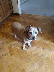 Reunited Female Dog last seen E 99th Place and Logan Street, Thornton, CO 80229