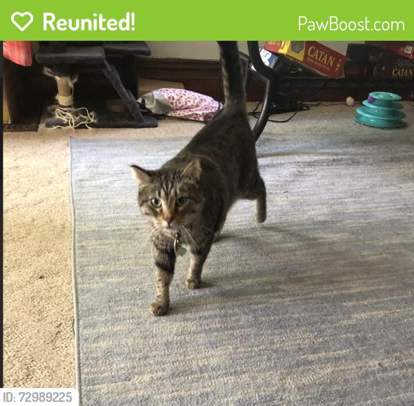 Reunited Male Cat last seen Potomac Yard apmts, Cora Kelly School., Alexandria, VA 22305