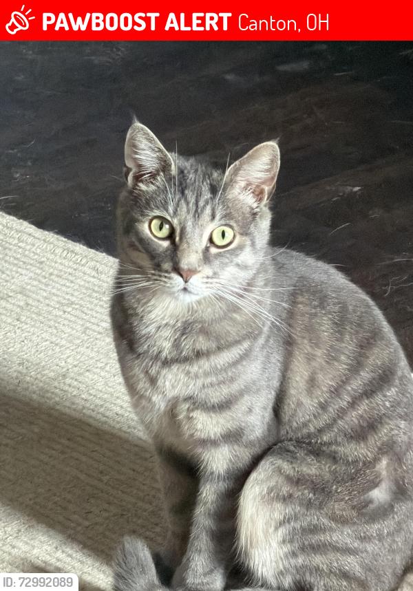 Lost Male Cat last seen Near Captens St NE Canton OH 44721, Canton, OH 44721