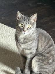 Lost Male Cat last seen Near Captens St NE Canton OH 44721, Canton, OH 44721