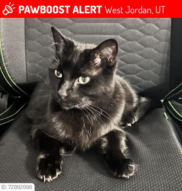 Lost Female Cat last seen Near S Old Bingham Highway , West Jordan, UT 84088