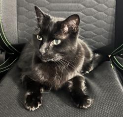 Lost Female Cat last seen Near S Old Bingham Highway , West Jordan, UT 84088