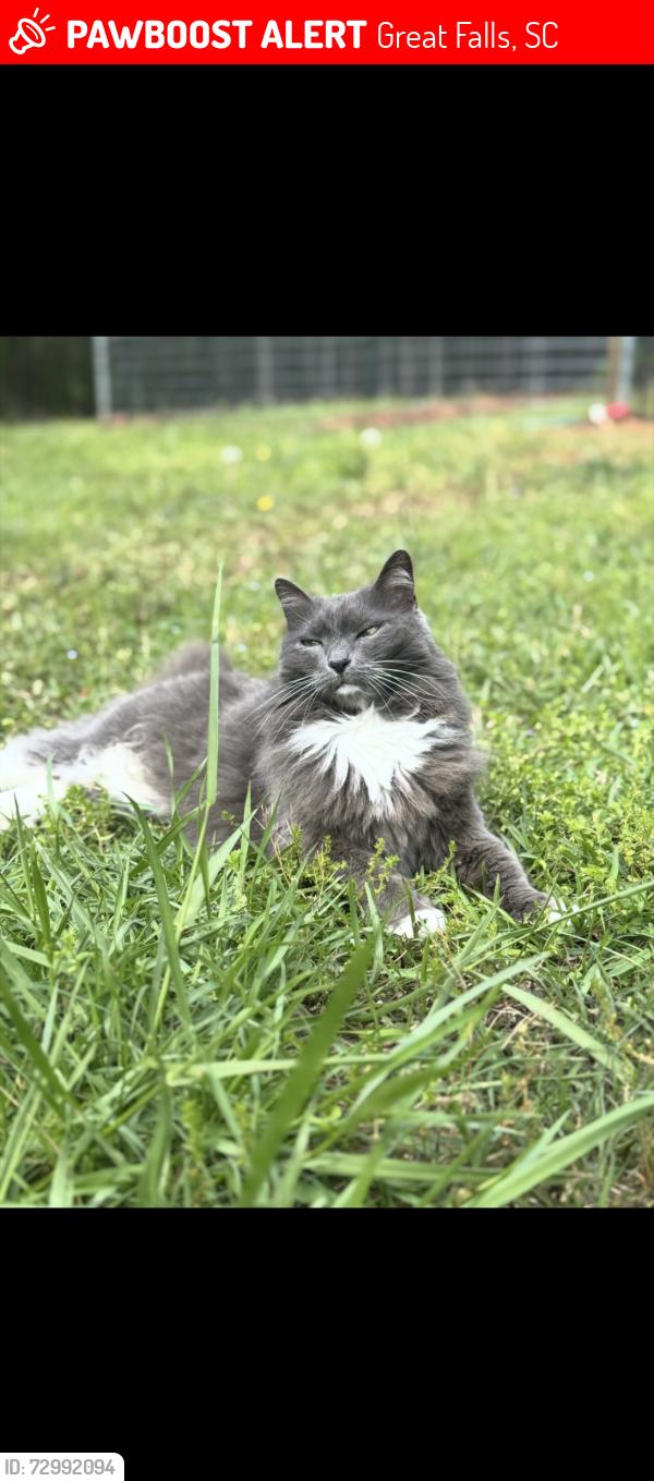Lost Female Cat last seen Near great falls hwy, Great Falls, SC 29055