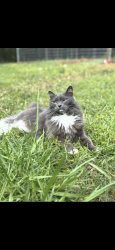 Lost Female Cat last seen Near great falls hwy, Great Falls, SC 29055