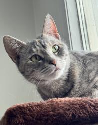 Lost Female Cat last seen Closer to Highway 21, Sherwood Park, AB T8A 4T6