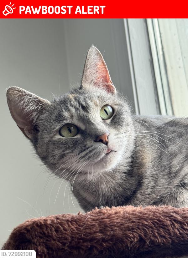 Lost Female Cat last seen Closer to Highway 21, Sherwood Park, AB T8A 4T6