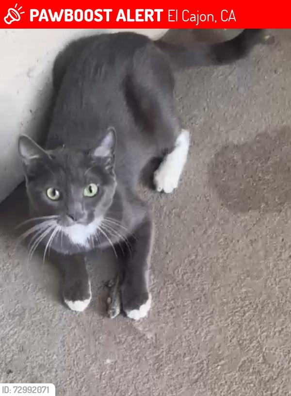 Lost Female Cat last seen Oakdale & N Third St, El Cajon, CA 92021