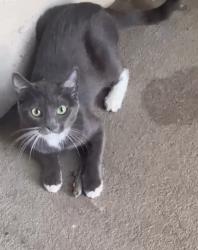 Lost Female Cat last seen Oakdale & N Third St, El Cajon, CA 92021