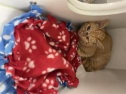 Shelter Stray Male Cat last seen Near BLOCK 52ND AVE S, TUKWILA WA 98168, 21615 64th Ave S, Kent, WA 98032, USA