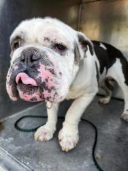 Shelter Stray Male Dog last seen Near BLOCK S 119TH ST, TUKWILA WA 98168, 21615 64th Ave S, Kent, WA 98032, USA