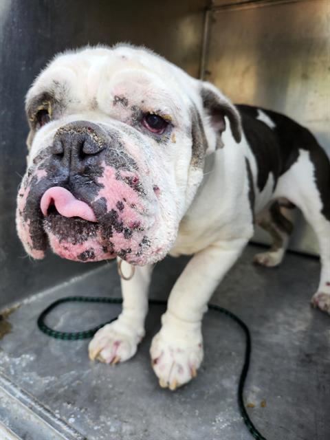Shelter Stray Male Dog last seen Near BLOCK S 119TH ST, TUKWILA WA 98168, 21615 64th Ave S, Kent, WA 98032, USA