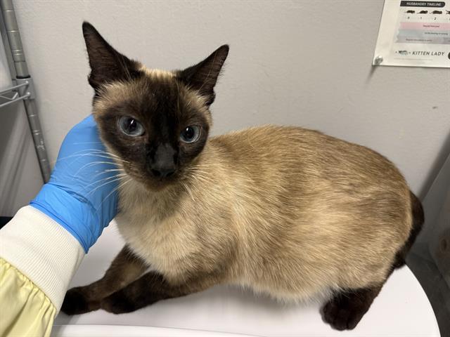 Shelter Stray Female Cat last seen Near BLOCK 44TH AVE S, TUKWILA WA 98178, 21615 64th Ave S, Kent, WA 98032, USA