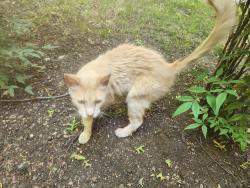 Found/Stray Male Cat last seen Barrent Rd and Ellendale Dr, Medford, OR 97504