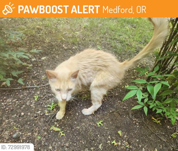 Found/Stray Male Cat last seen Barrent Rd and Ellendale Dr , Medford, OR 97504