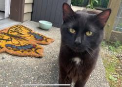 Found/Stray Unknown Cat last seen Delridge Playfield Seattle, WA  98106 United States, Seattle, WA 98106