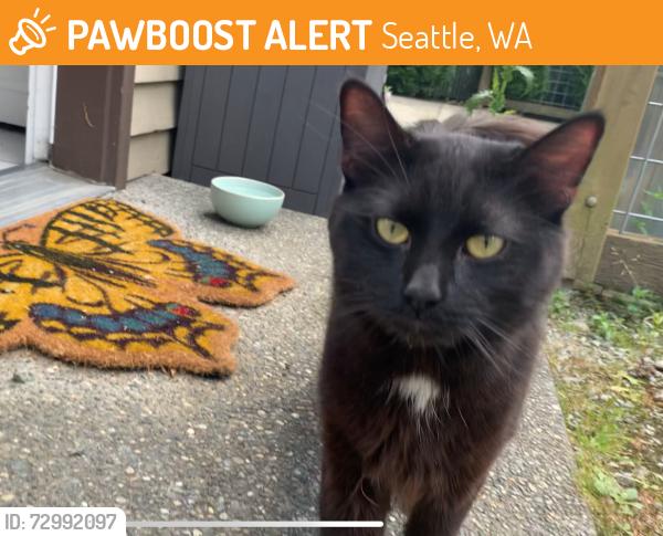 Found/Stray Unknown Cat last seen Delridge Playfield Seattle, WA  98106 United States, Seattle, WA 98106