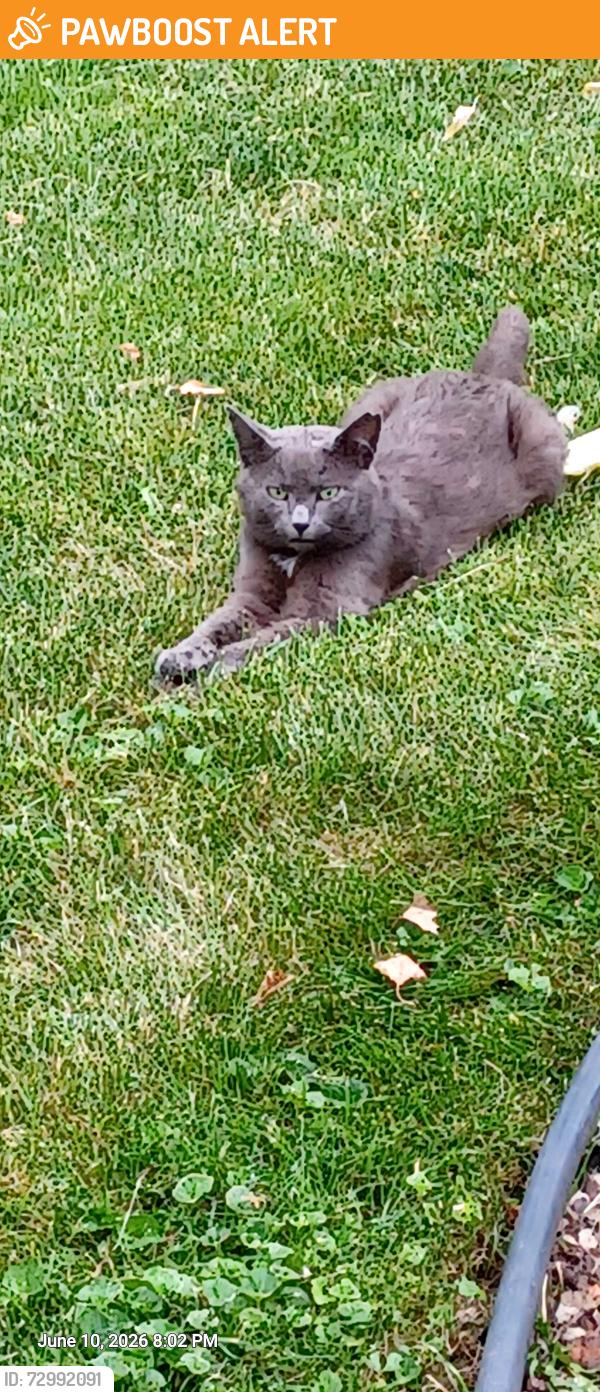Found/Stray Unknown Cat last seen Woodlawn and Whipple NW , Jackson Township, OH 44708