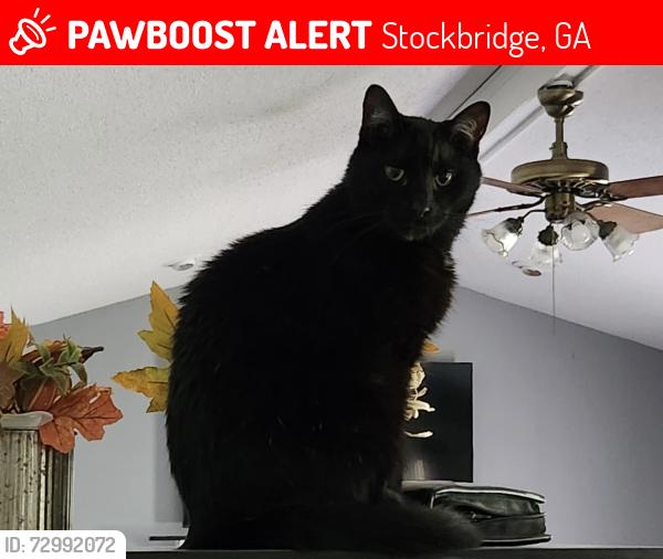 Lost Male Cat last seen Near Dewinter Court, Stockbridge, GA 30281