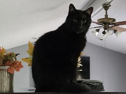 Lost Male Cat last seen Near Dewinter Court, Stockbridge, GA 30281