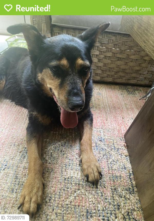 Reunited Unknown Dog last seen Sadie Way/Carver Drive, Pender County, NC 28457