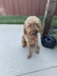 Reunited Male Dog last seen Near Arcadia Park Dr, Fort Worth, TX 76244, USA, Fort Worth, TX 76244