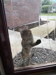 Found/Stray Unknown Cat last seen 183rd and la grange, Tinley Park, IL 60487
