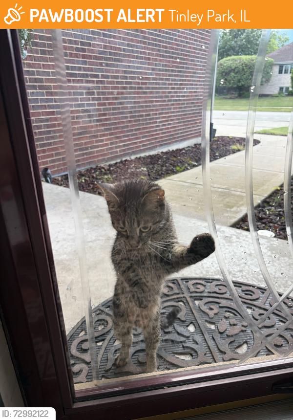 Found/Stray Unknown Cat last seen 183rd and la grange, Tinley Park, IL 60487