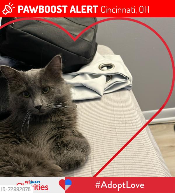 Lost Male Cat last seen Kugler Mill, Blue Ash Rd. Near DashMart, Cincinnati, OH 45236