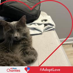 Lost Male Cat last seen Kugler Mill, Blue Ash Rd. Near DashMart , Cincinnati, OH 45236