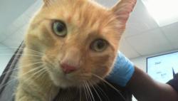 Shelter Stray Male Cat last seen CHARLOTTE, 8315 Byrum Dr, Charlotte, NC 28217, USA